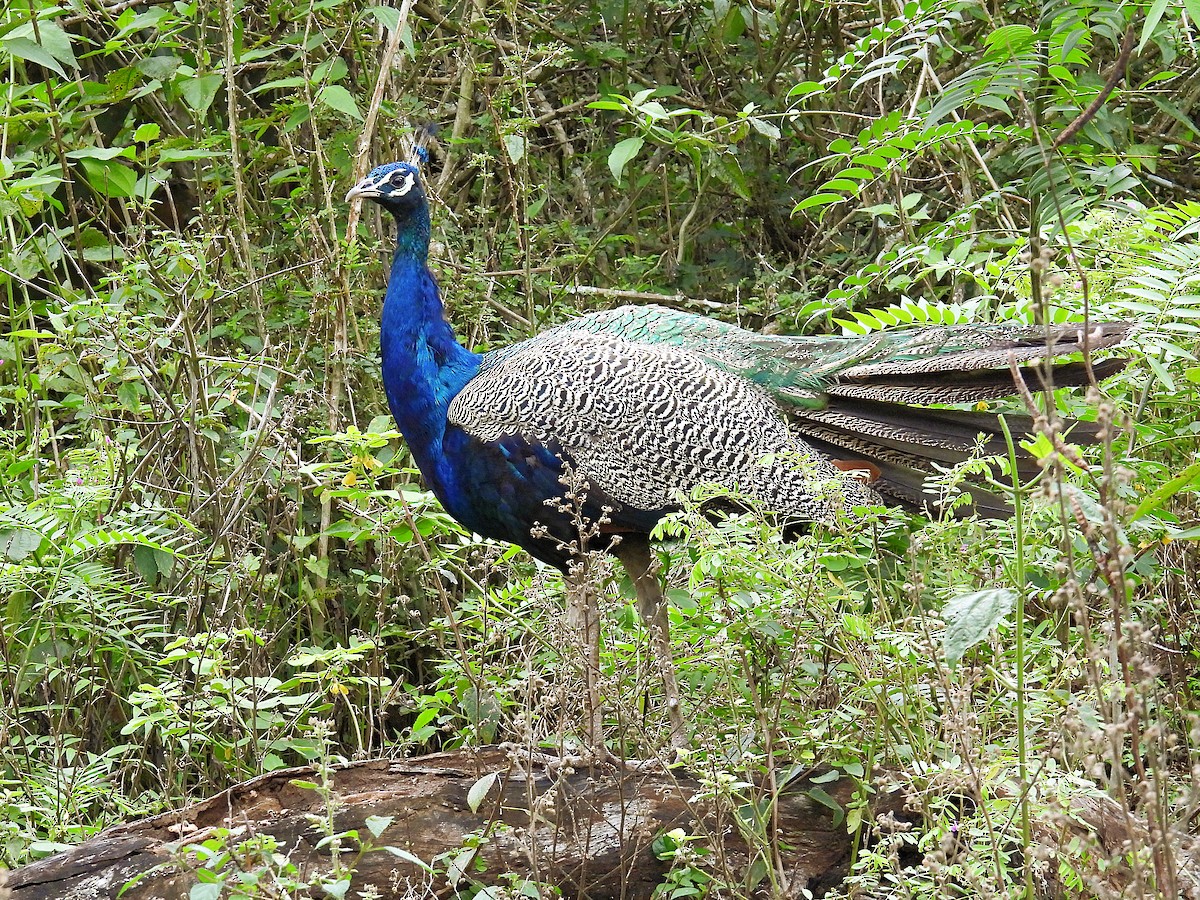 Indian Peafowl - ML644451383