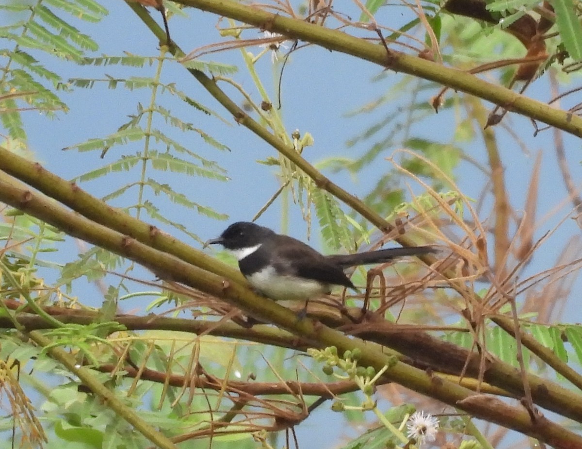 Malaysian Pied-Fantail - ML644451386