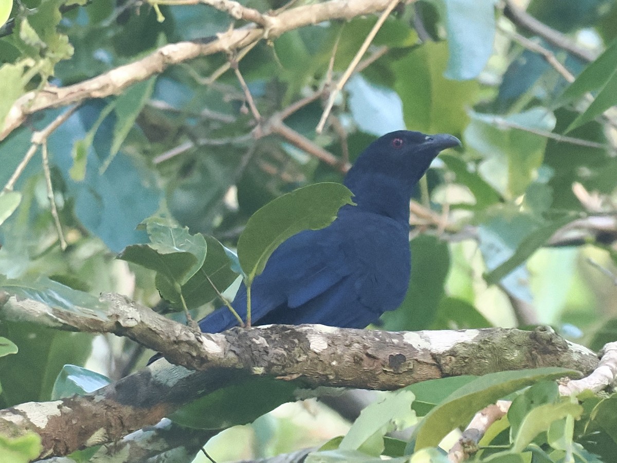 Black-billed Koel - ML644451388