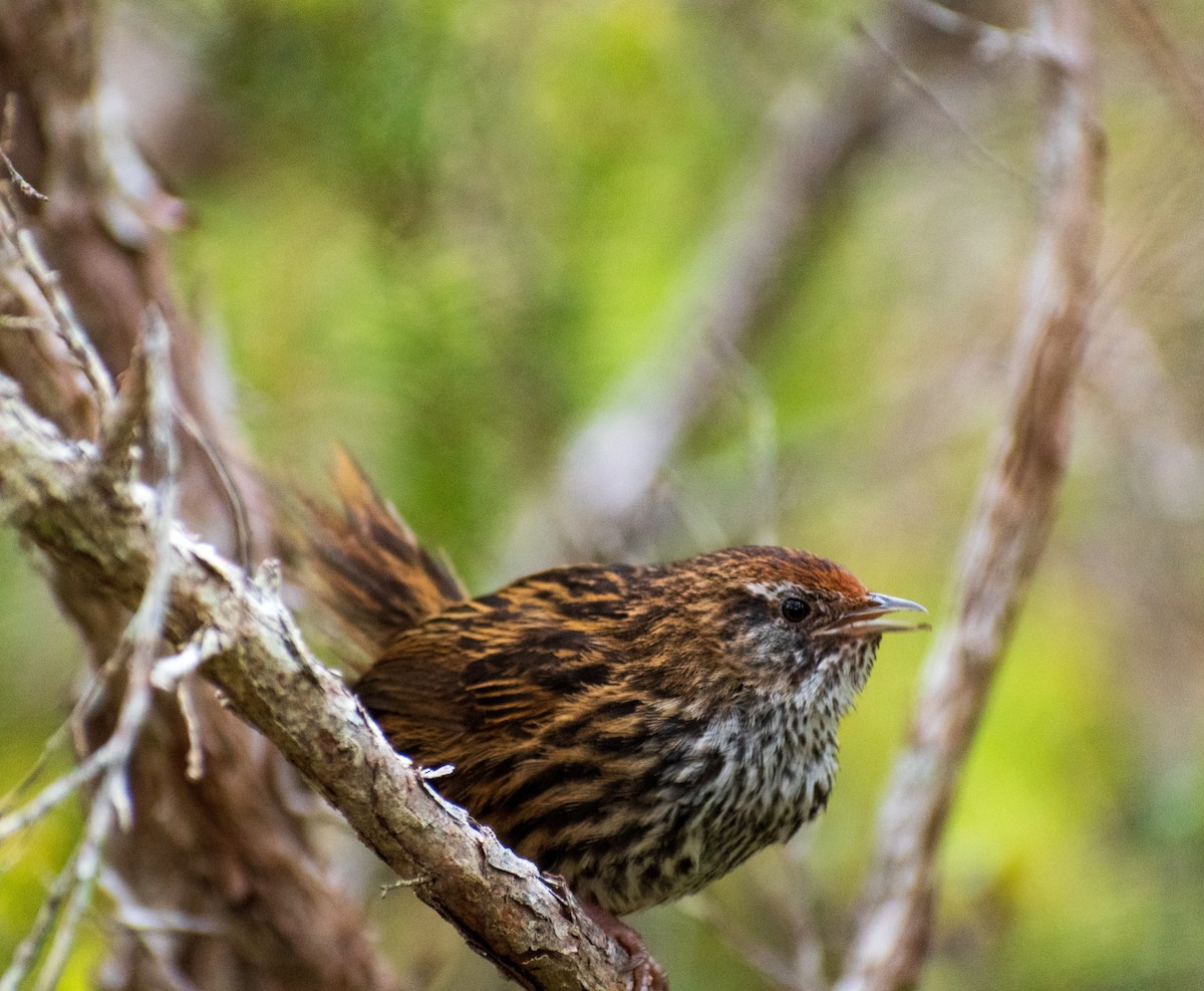 bregnesanger - ML644451395