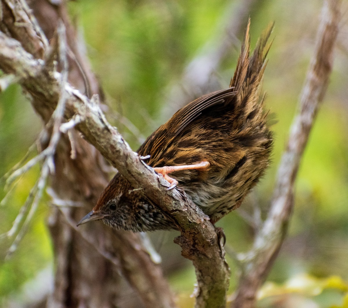 bregnesanger - ML644451397