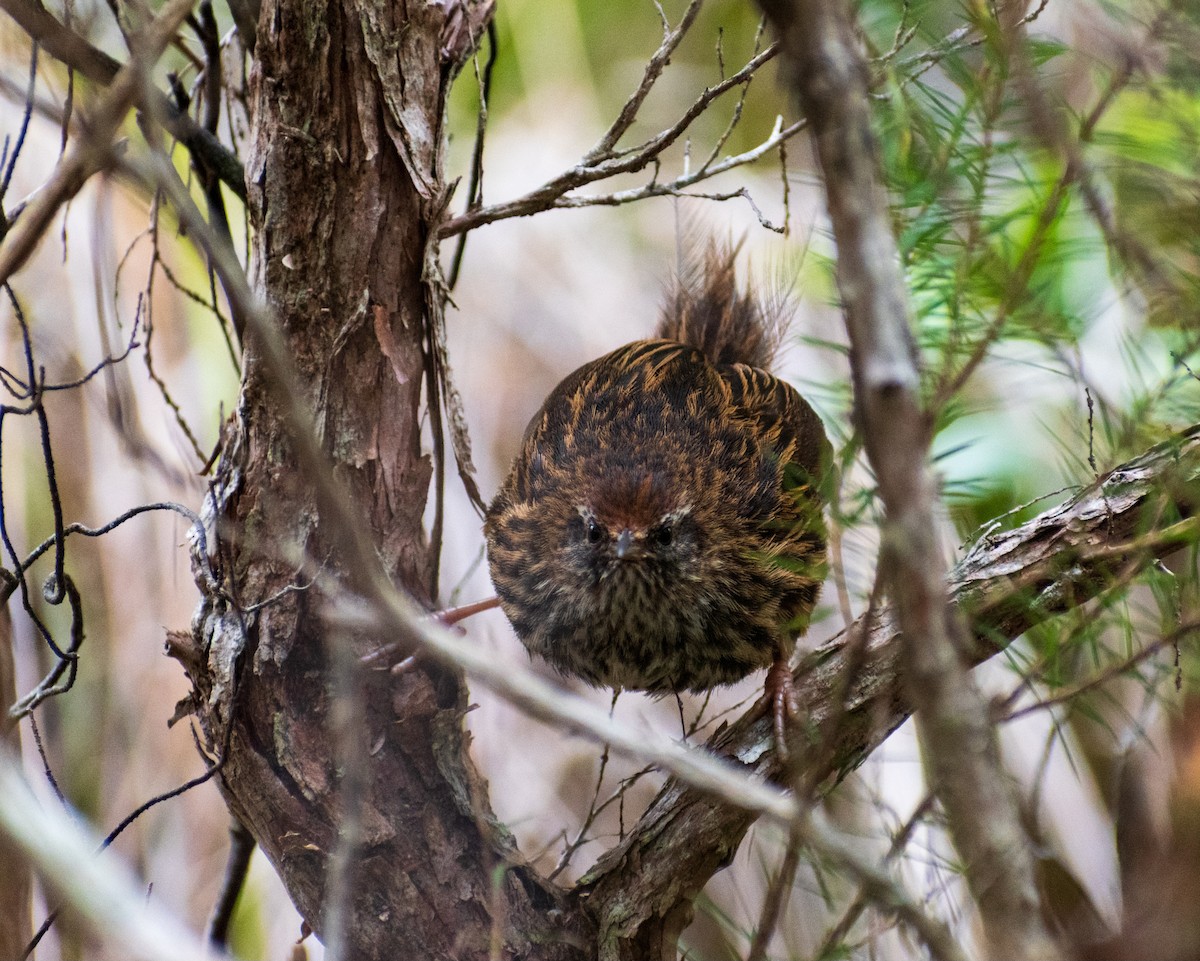 bregnesanger - ML644451398