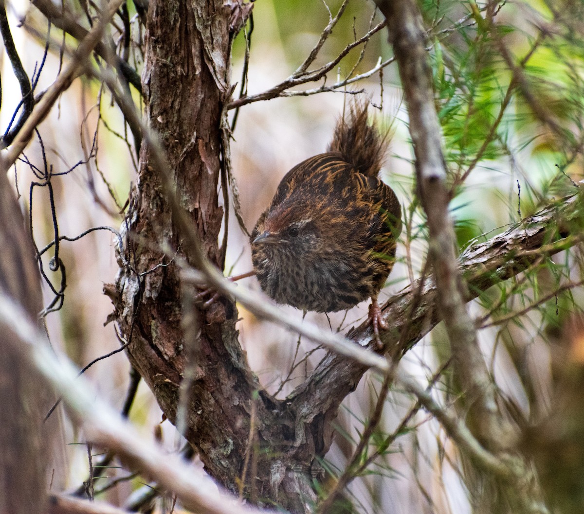 bregnesanger - ML644451400