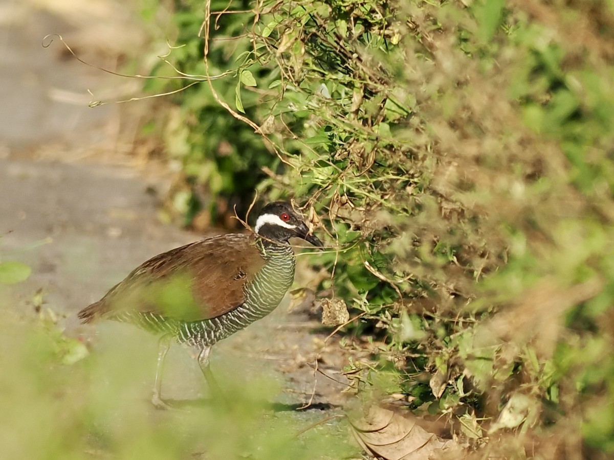 ムナオビクイナ - ML644451406