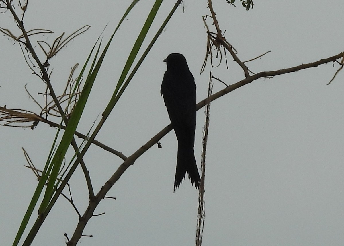 Black Drongo - ML644451407