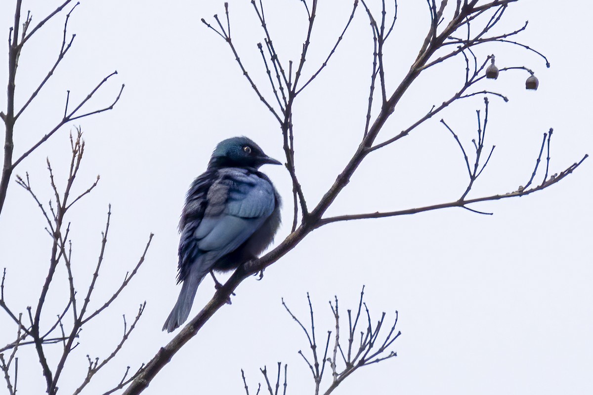 Black-bellied Starling - ML644451409