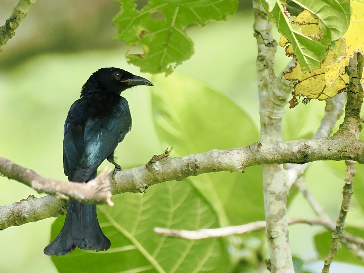 Hair-crested Drongo - ML644451412