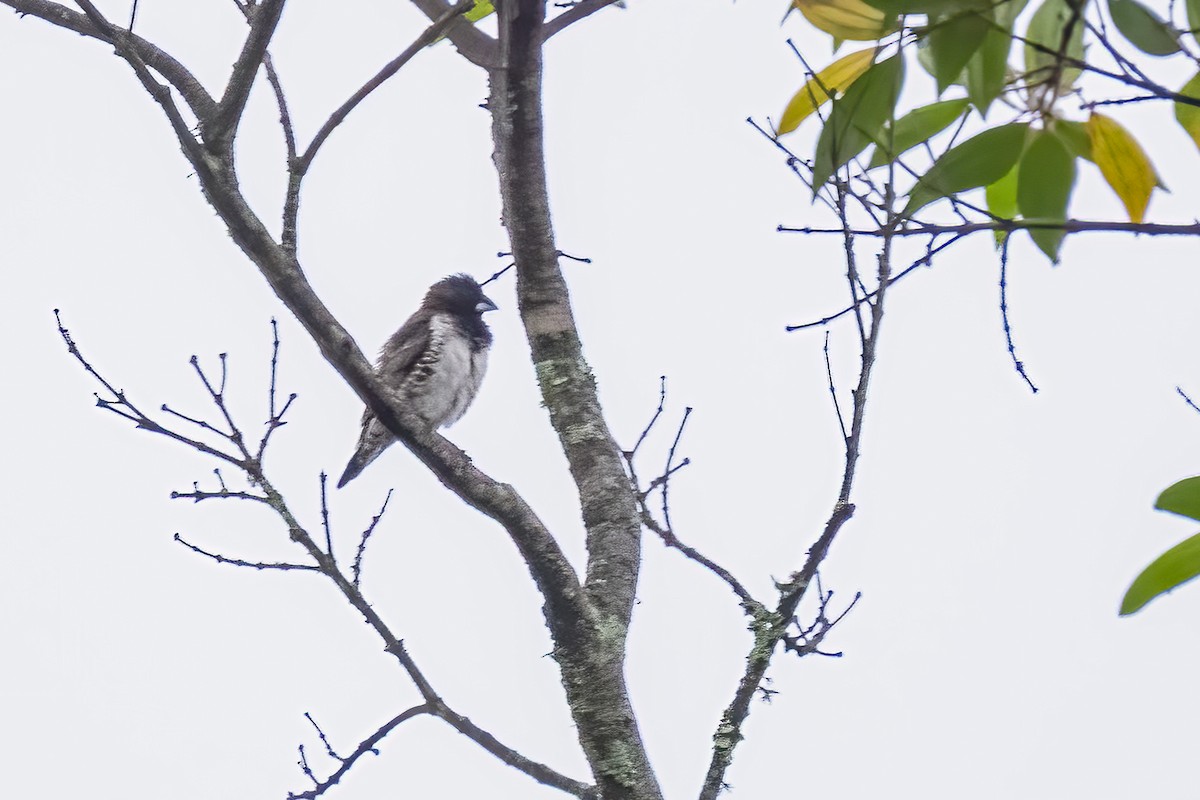 Bronze Mannikin - ML644451414