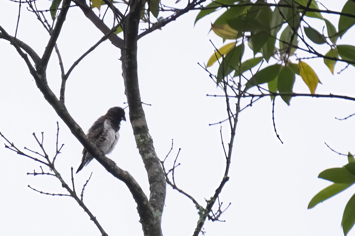 Bronze Mannikin - ML644451415