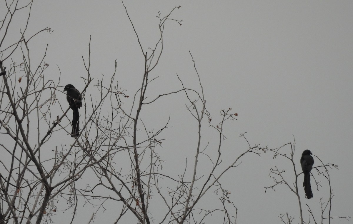 straka tmavá - ML644451418