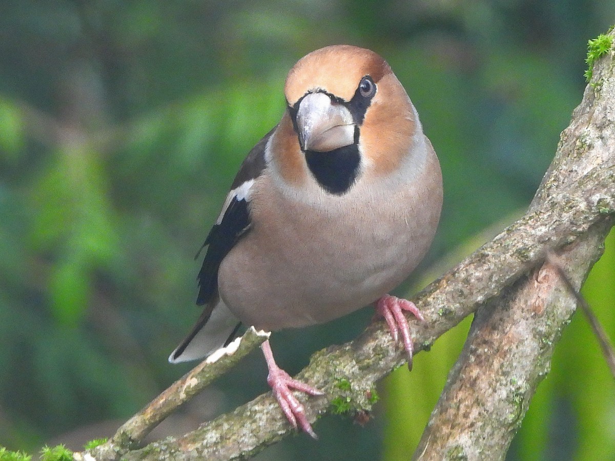 シメ - ML644451421