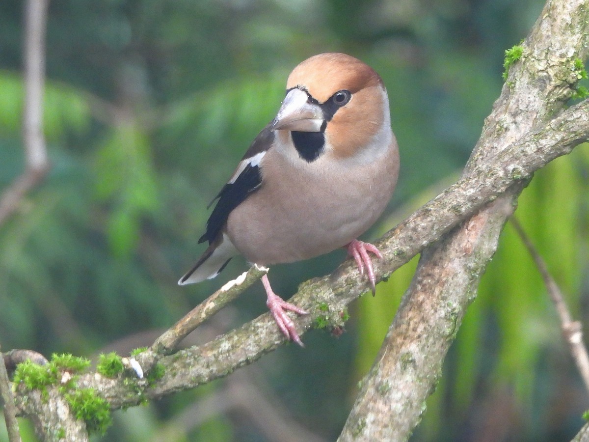 シメ - ML644451422