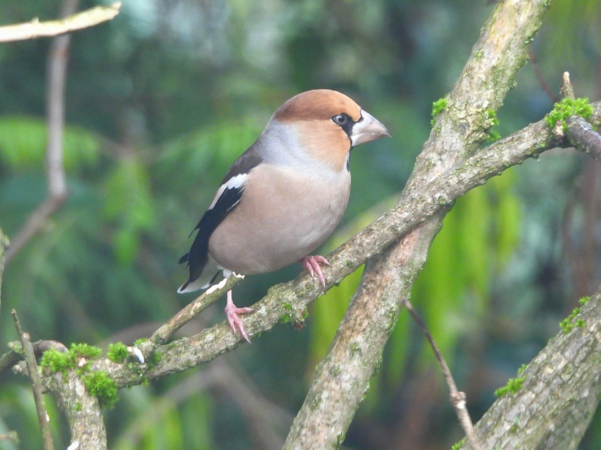 シメ - ML644451423