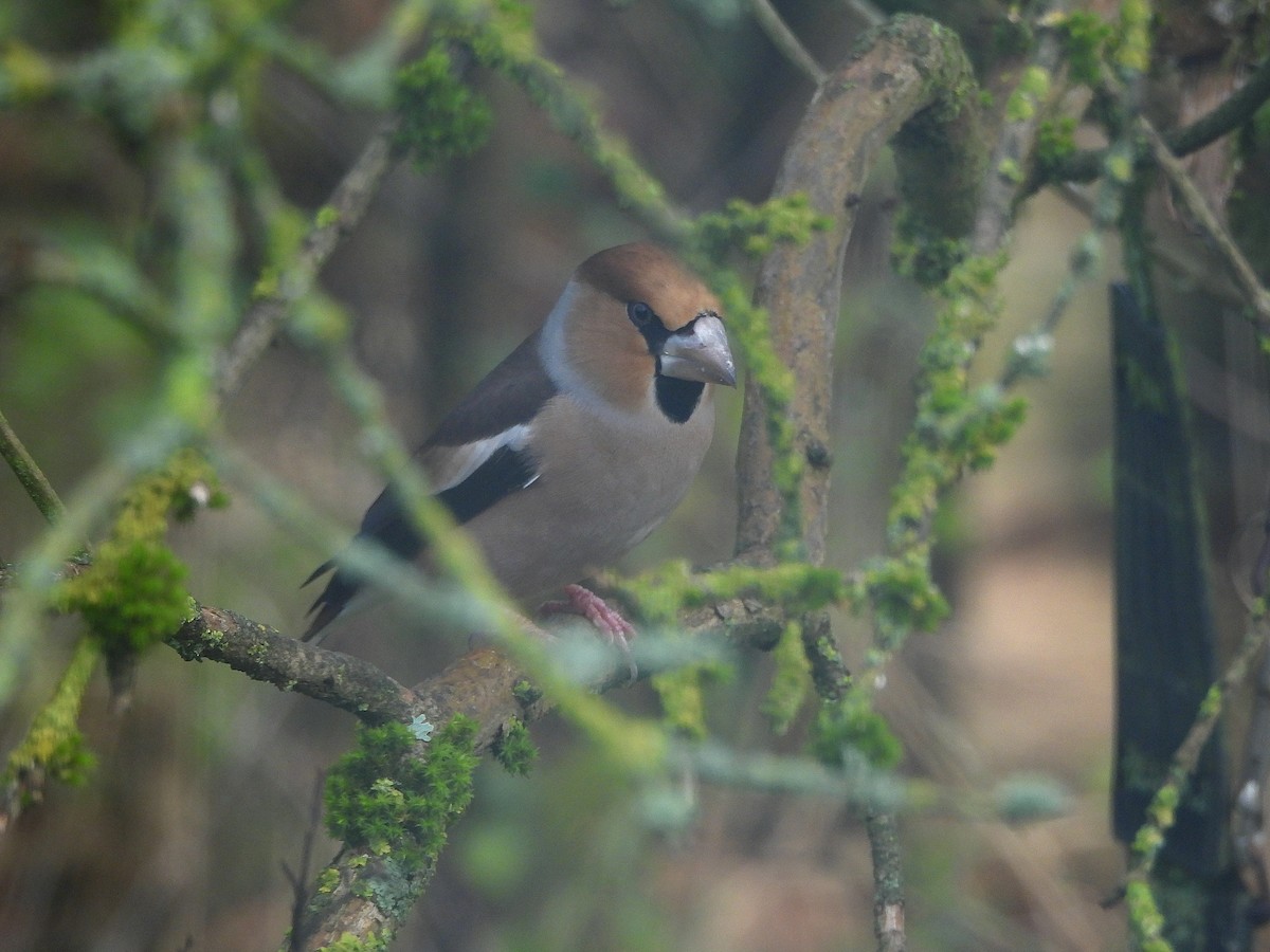 シメ - ML644451424