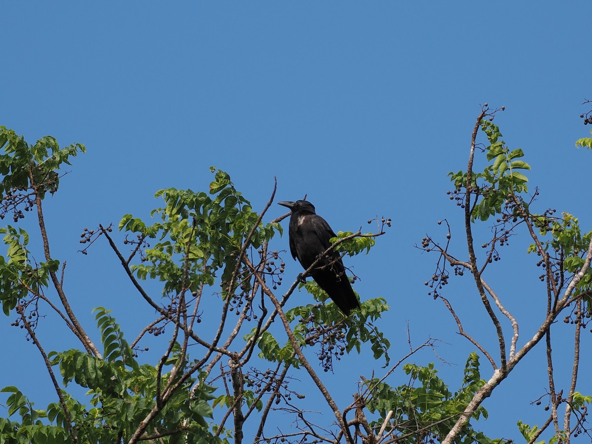 Sulawesi Crow - ML644451426