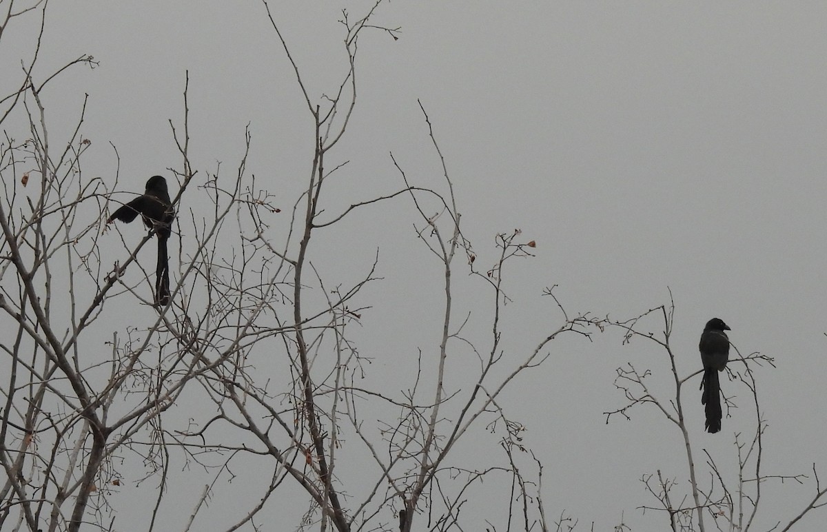 straka tmavá - ML644451437