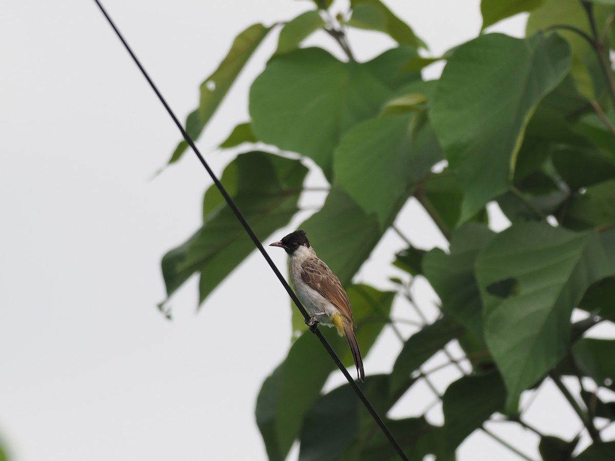 Bulbul Ventridorado - ML644451450