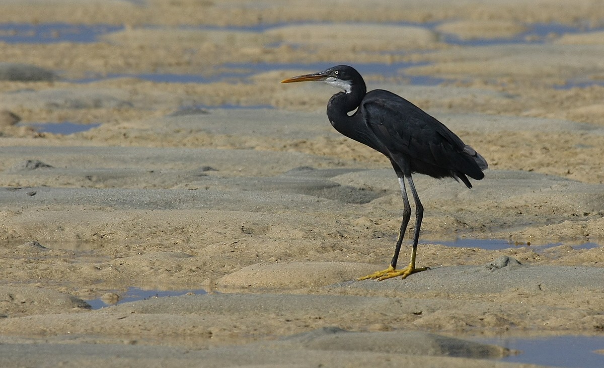 Western Reef-Heron - ML644451451