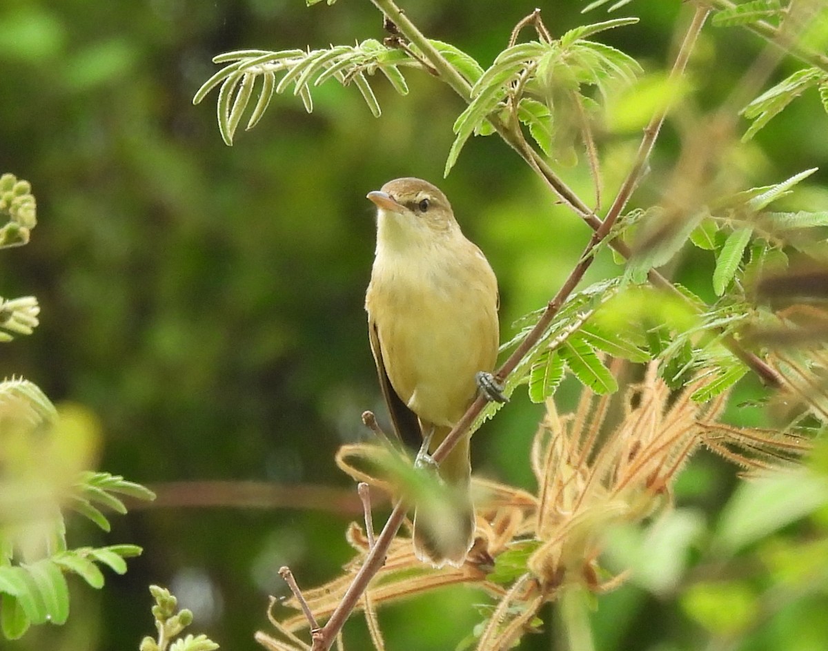 Дорнын охил бялзуухай - ML644451460