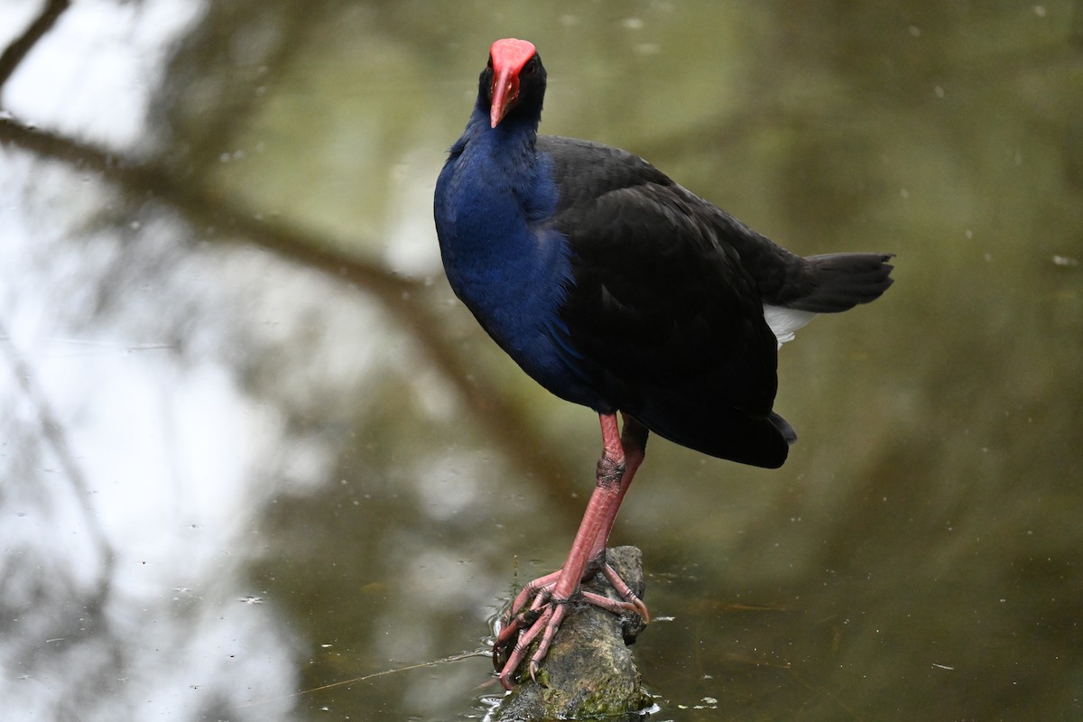Australasian Swamphen - ML644451461