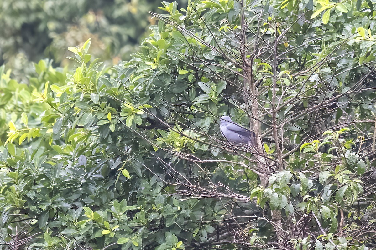 Gray Cuckooshrike - ML644451462