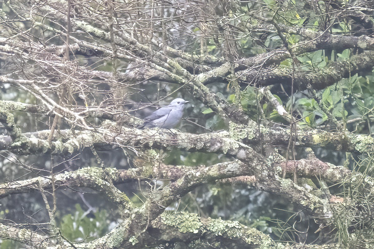 Gray Cuckooshrike - ML644451463