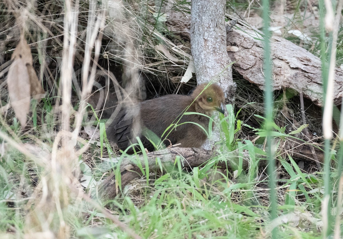 Australian Brushturkey - ML644451466