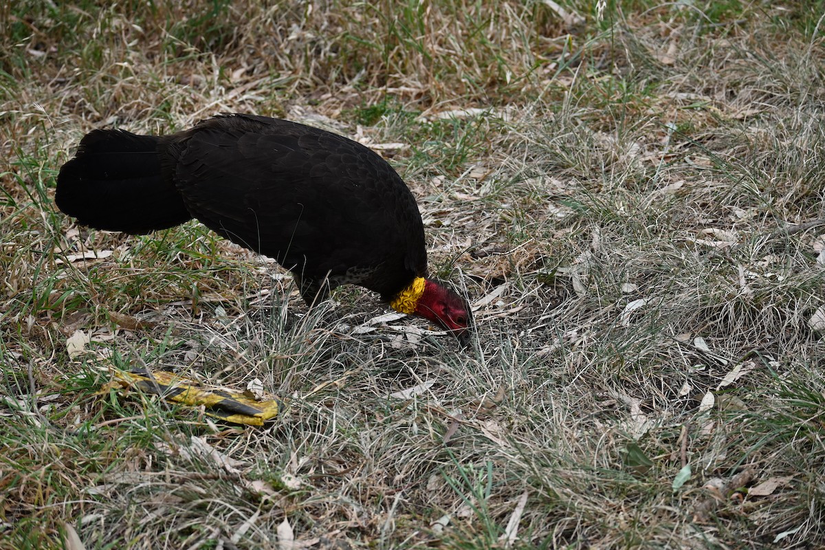 Australian Brushturkey - ML644451467