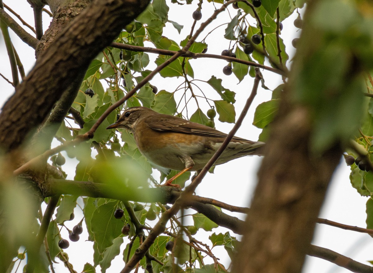 Халиун хөөндэй - ML644451472