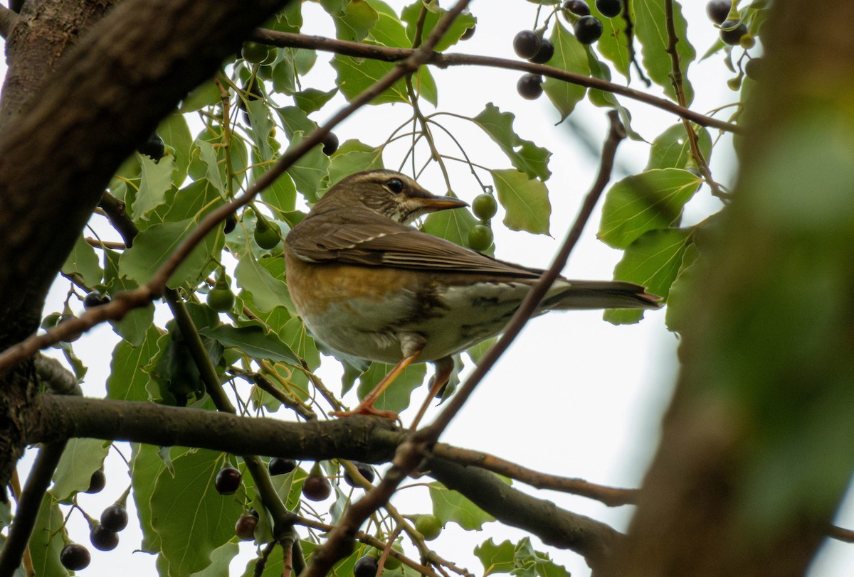 Халиун хөөндэй - ML644451473