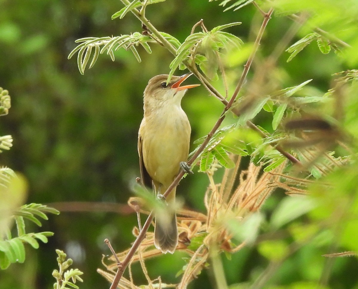 Дорнын охил бялзуухай - ML644451474