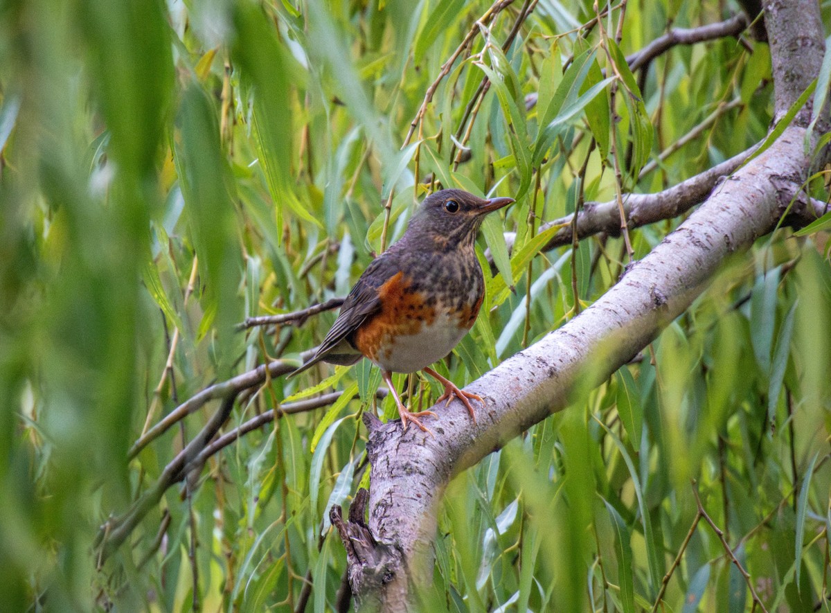 Amurdrossel - ML644451480