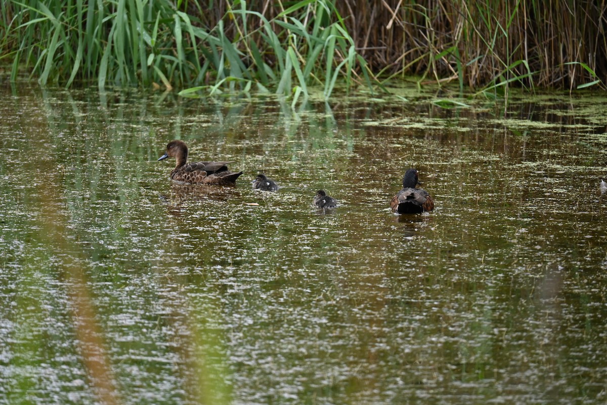 Chestnut Teal - ML644451483