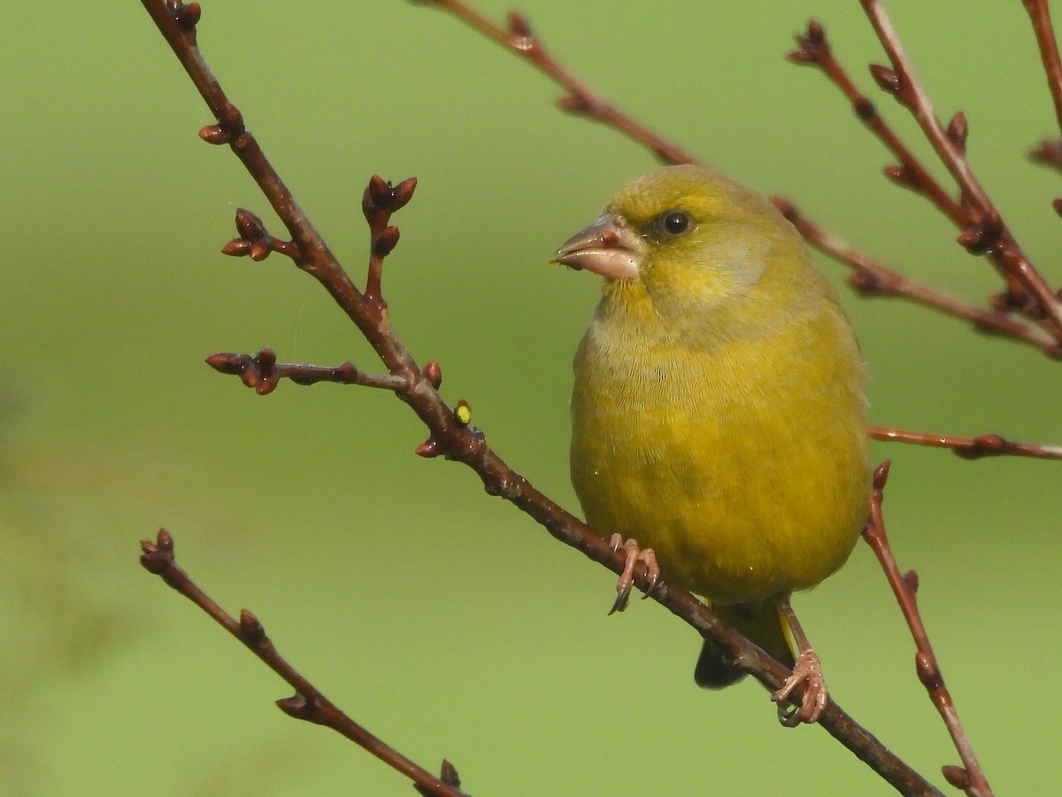 zvonek zelený - ML644451495