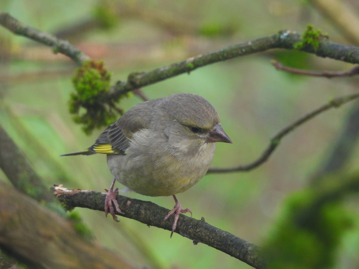 zvonek zelený - ML644451496