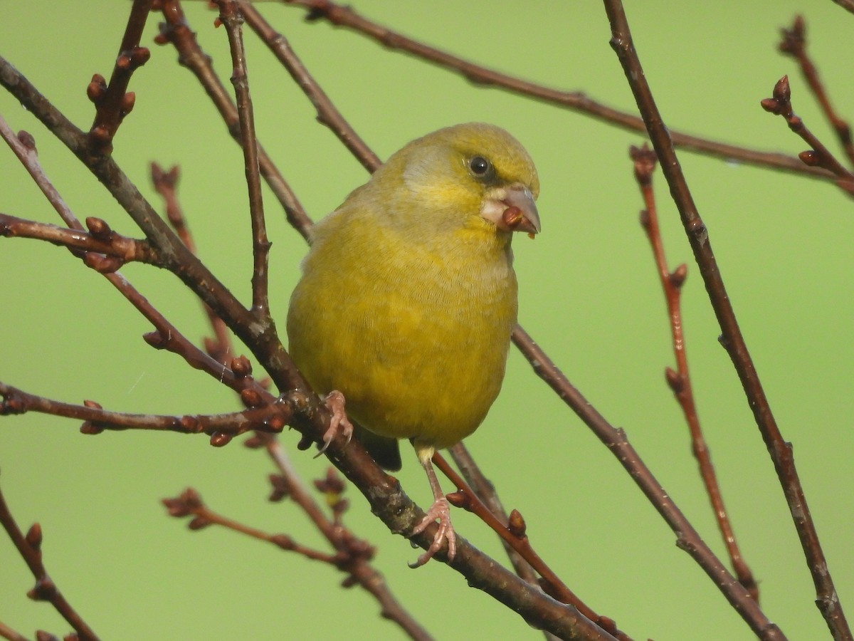 zvonek zelený - ML644451497