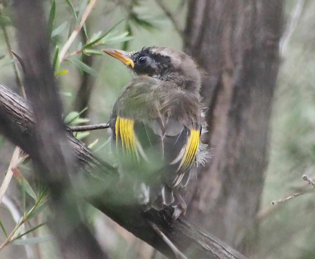 Weißaugen-Honigfresser - ML644451499