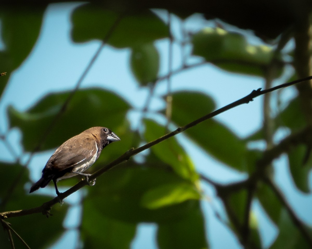 Capuchino de Java - ML644451516