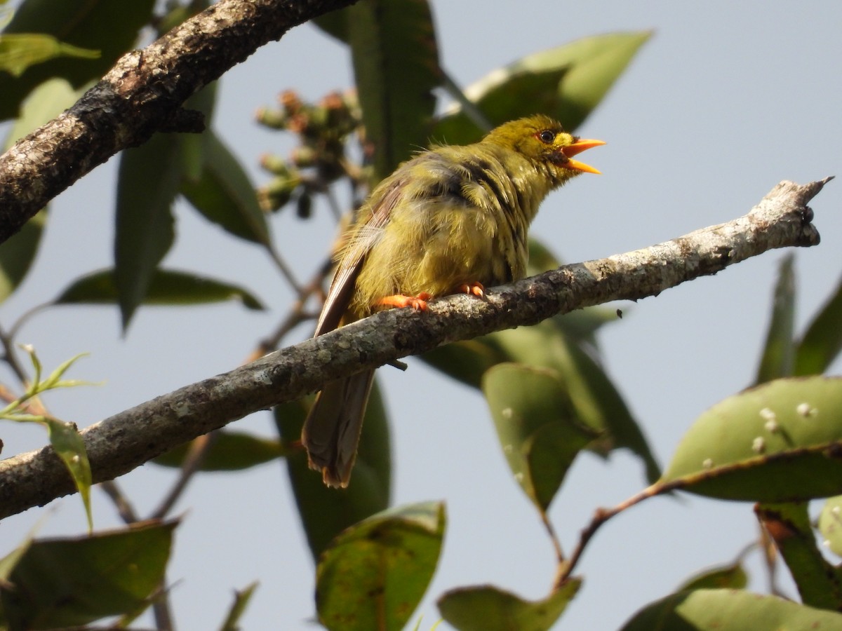 スズミツスイ - ML644451520