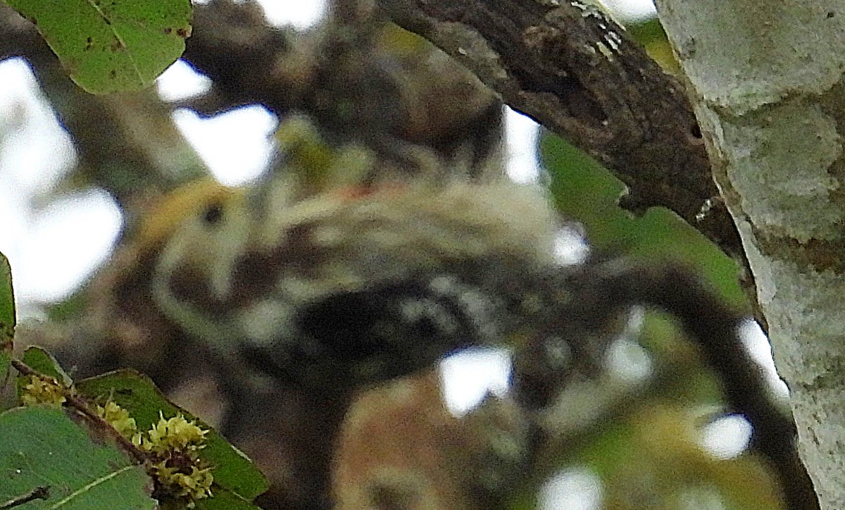 ildkronespett - ML644451530