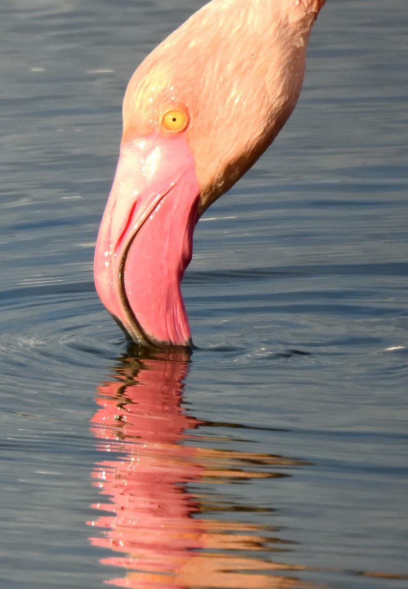 Ягаан нал - ML644451532