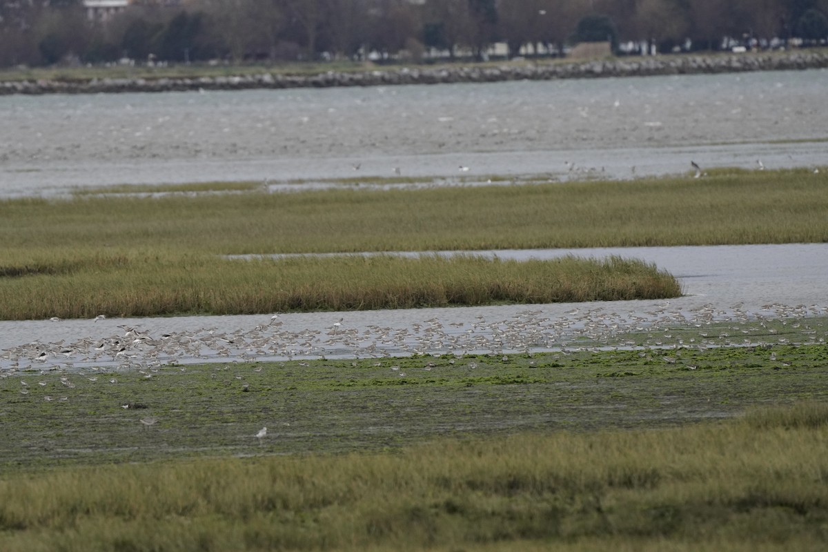 jespák obecný - ML644451533