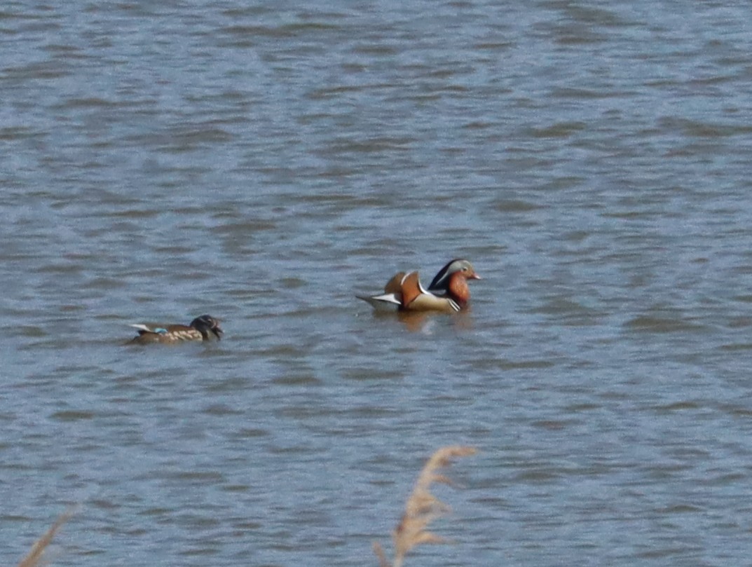 Mandarin Ördeği - ML644451534