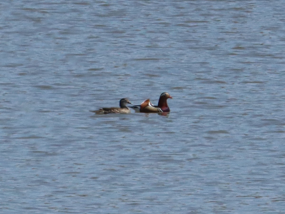 Mandarin Ördeği - ML644451535