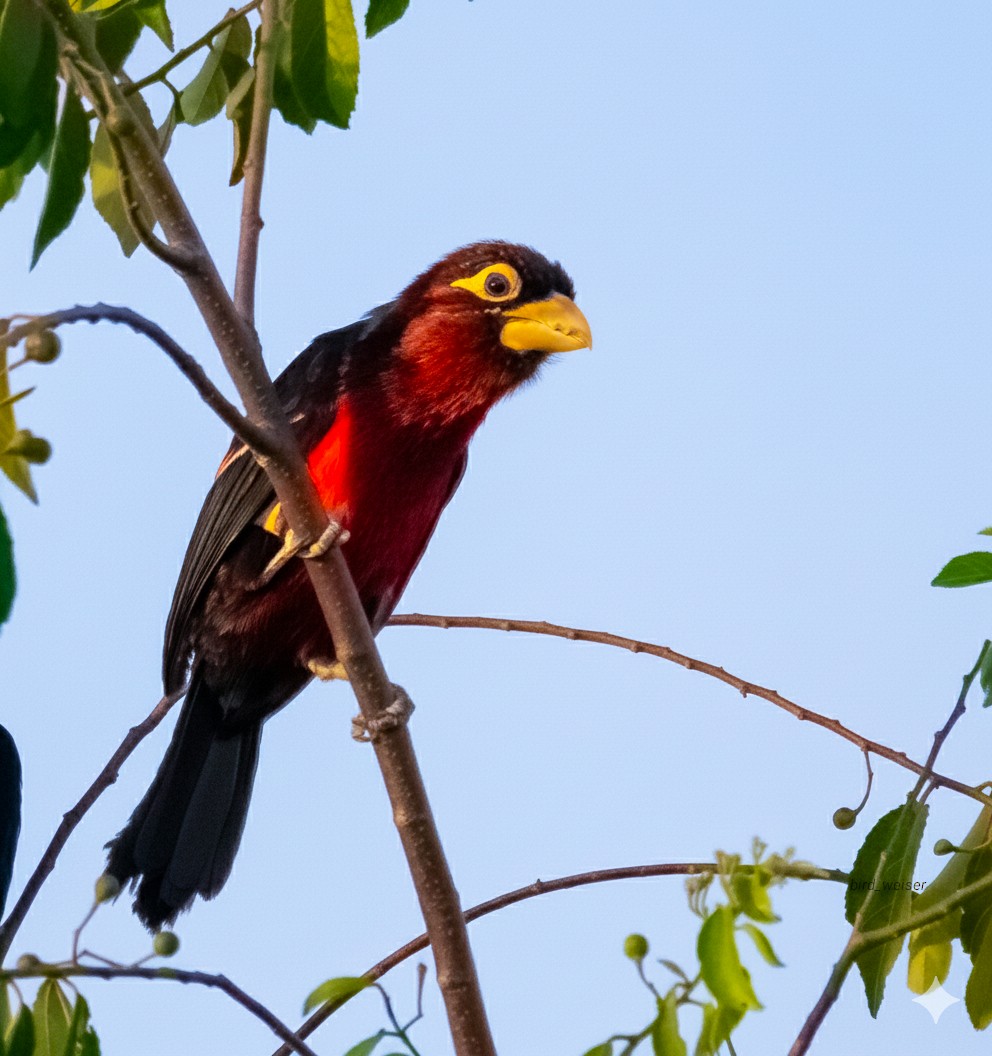 Double-toothed Barbet - ML644451542