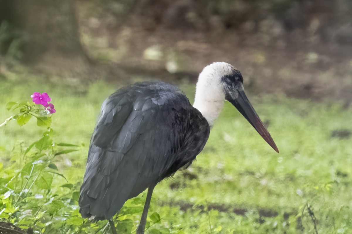 African Woolly-necked Stork - ML644451565