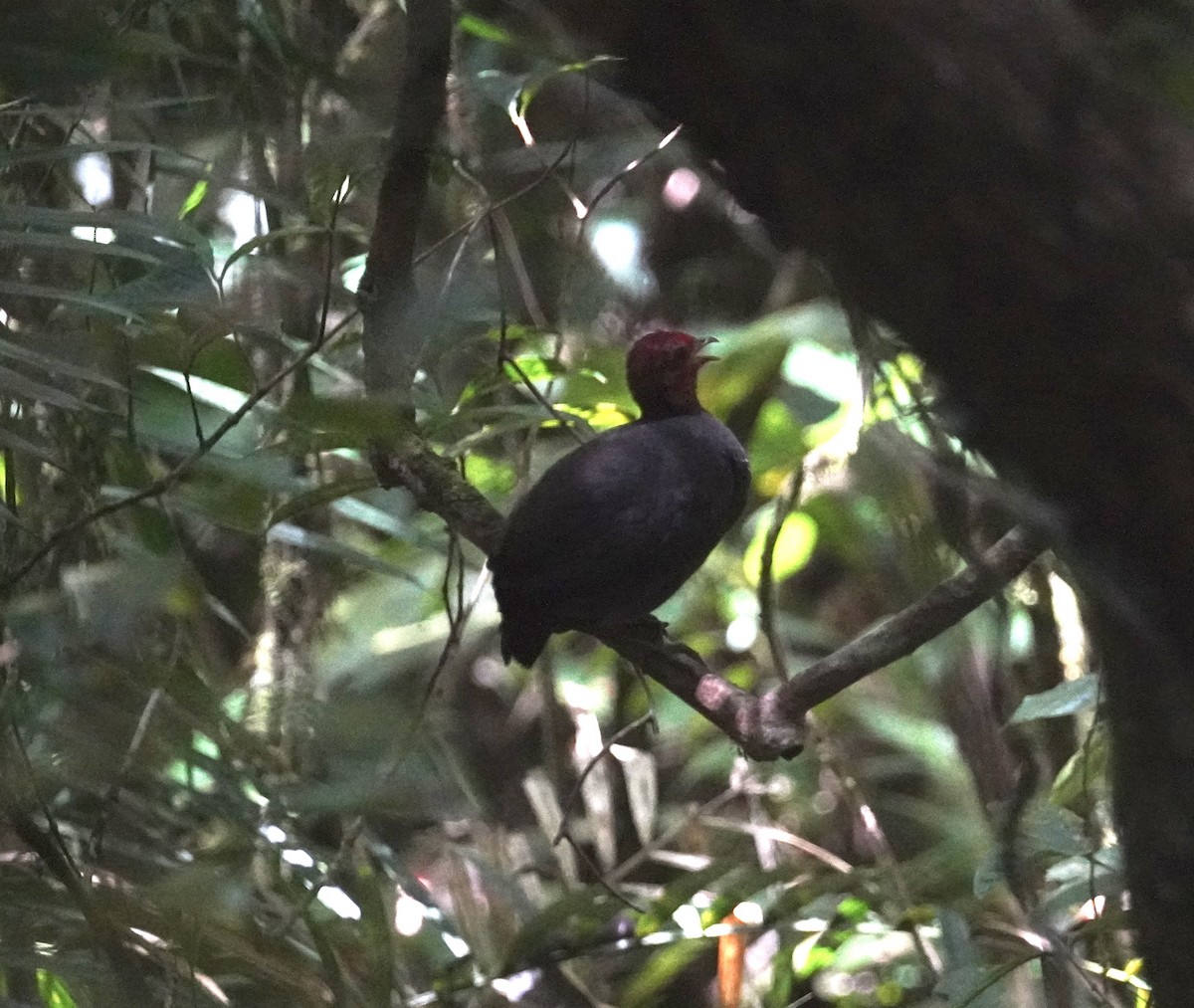 Crimson-headed Partridge - ML644451567