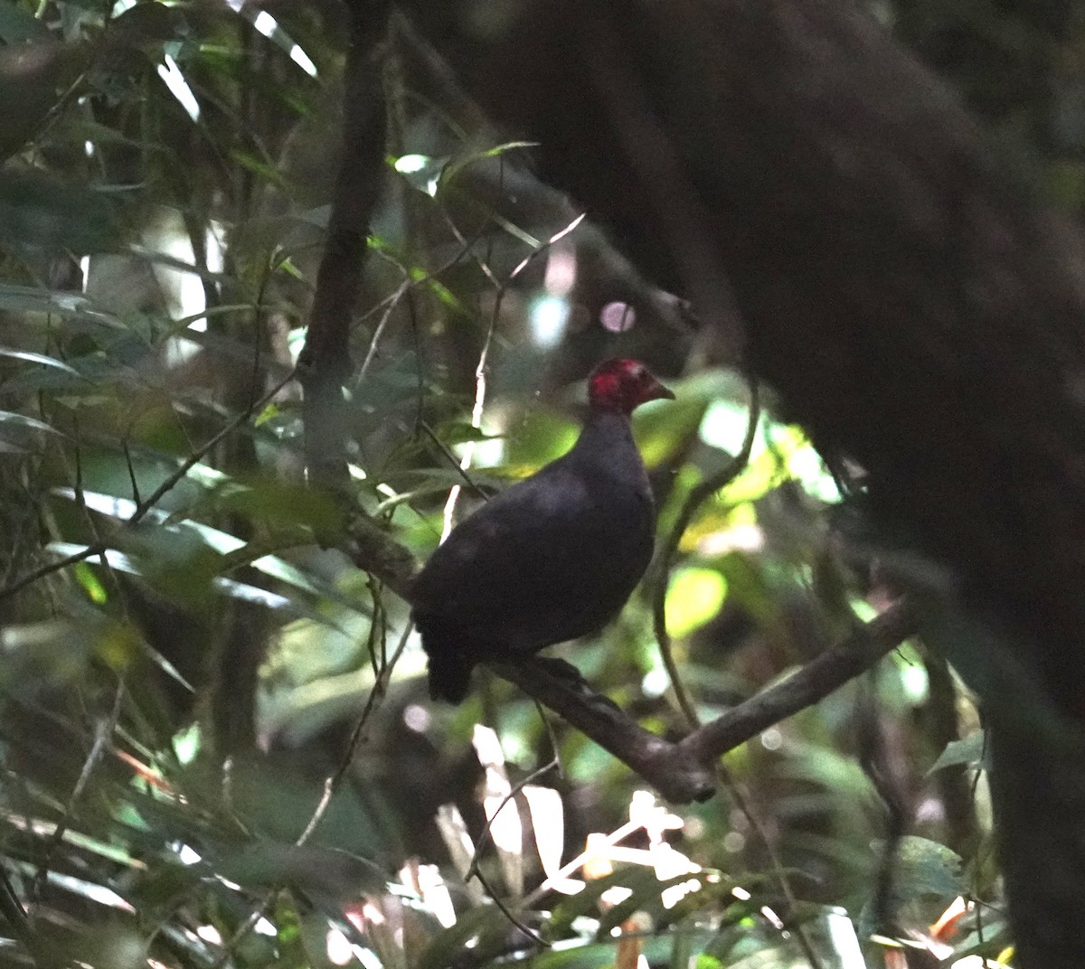 Crimson-headed Partridge - ML644451568