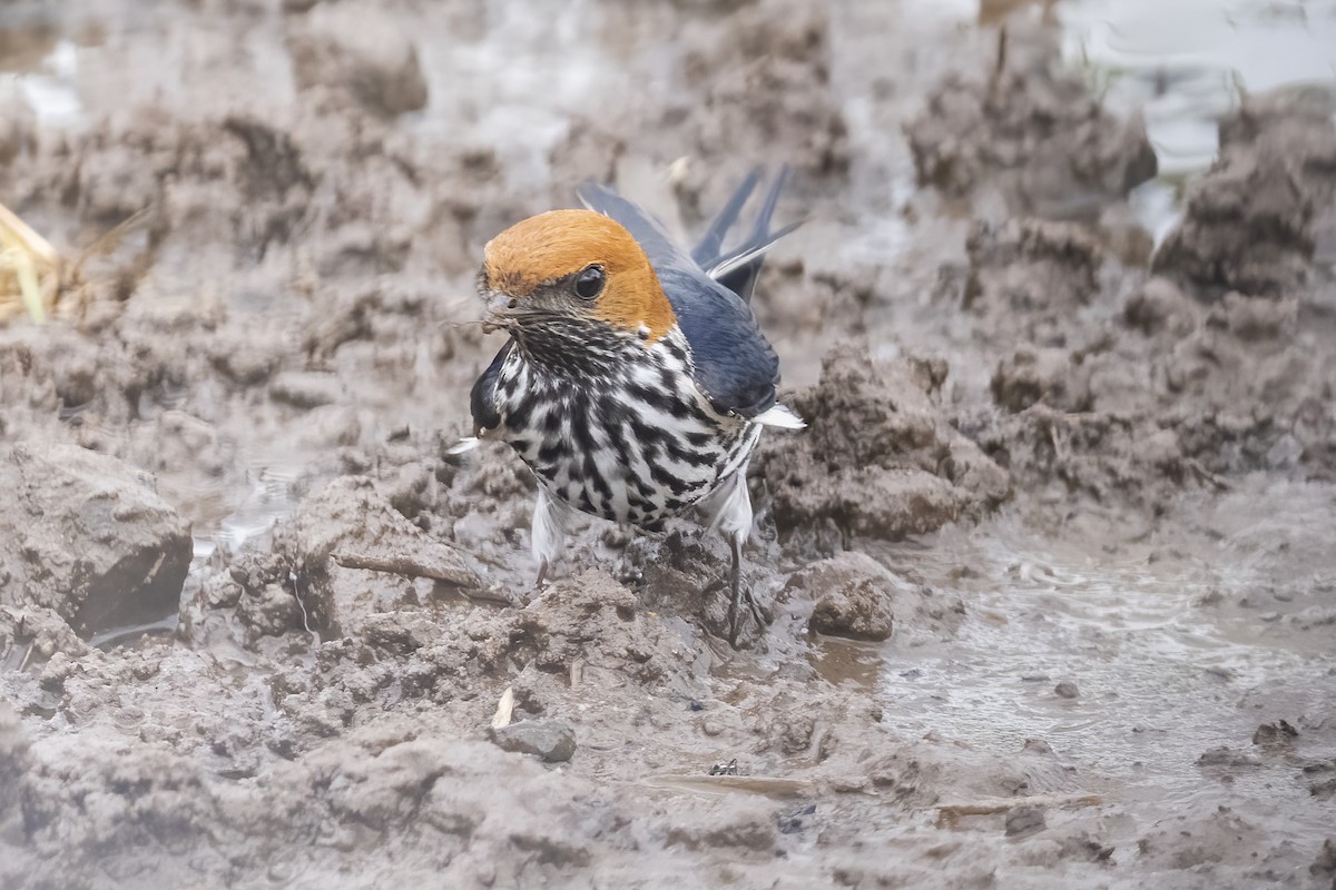 Lesser Striped Swallow - ML644451577