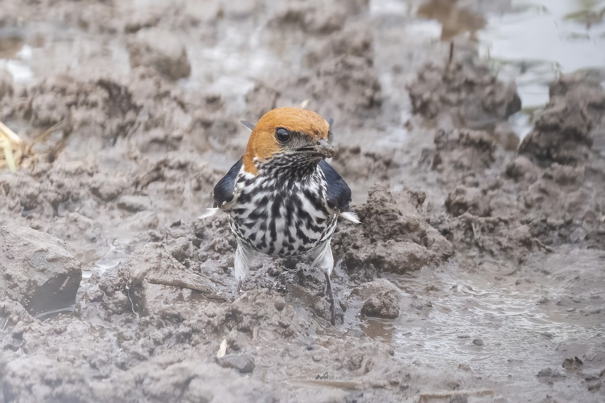 Lesser Striped Swallow - ML644451578